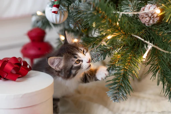 Trochę słodkie śmieszne kotek gra z dekoracji nowego roku na tle choinki nowy rok i koncepcja Bożego Narodzenia Obrazek Stockowy