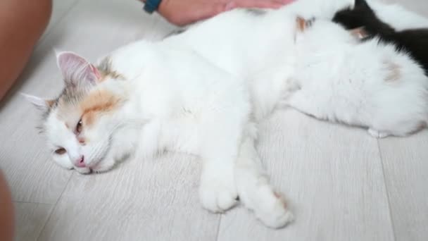 Trzy małe słodkie puszyste kotki kot gra w domu piętro z kotem matka pije mleko — Wideo stockowe