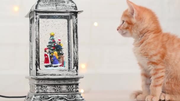 Pequeño gatito jengibre divertido mira las decoraciones de año nuevo en casa primer plano concepto de año nuevo y Navidad — Vídeos de Stock