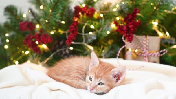 Маленький смешной рыжий котенок спит рядом с елкой и новогодними подарками — стоковое видео