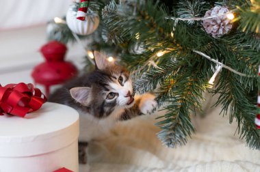 Noel ağacının arka planında yeni yıl süslemeleri ve yeni yıl konseptiyle oynayan sevimli kedi yavrusu.