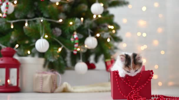 Liten söt rolig kattunge katt leker med nyår dekorationer på bakgrunden av julgran nytt år och jul koncept — Stockvideo