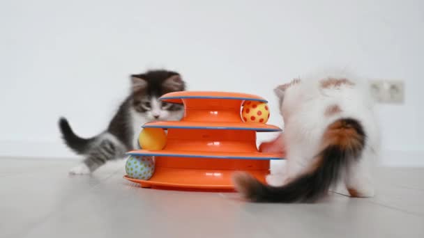 Два милых котенка играют с оранжевой игрушкой для кошек дома — стоковое видео
