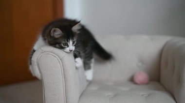 Küçük sevimli kedi yavrusu evde Noel süslemeleriyle koltukta oynuyor.