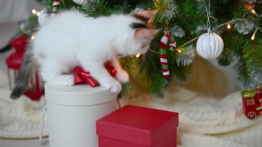 Noel ağacının arka planında yeni yıl süslemeleri ve yeni yıl konseptiyle oynayan sevimli kedi yavrusu.