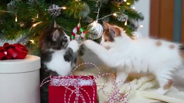 Λίγο χαριτωμένο αστείο γάτα γατάκι παίζει με το νέο έτος διακοσμήσεις στο φόντο του χριστουγεννιάτικου δέντρου το νέο έτος και τα Χριστούγεννα έννοια — Αρχείο Βίντεο