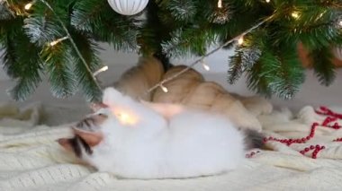 Küçük sevimli kedi yavrusu evde Noel süslemeleriyle koltukta oynuyor.