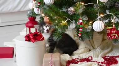 Küçük sevimli kedi yavrusu evde Noel süslemeleriyle koltukta oynuyor.