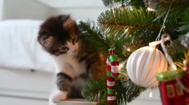 Küçük sevimli kedi yavrusu evde Noel süslemeleriyle koltukta oynuyor.