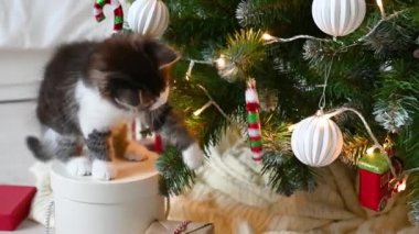 Küçük sevimli kedi yavrusu evde Noel süslemeleriyle koltukta oynuyor.
