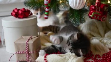 Küçük sevimli kedi yavrusu evde Noel süslemeleriyle koltukta oynuyor.