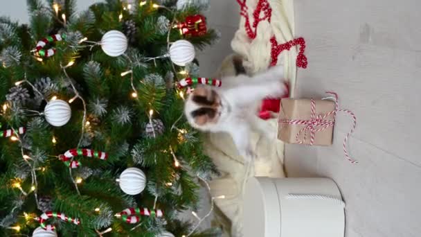 Piccolo simpatico gatto gattino divertente che gioca sulla poltrona con decorazioni natalizie a casa — Video Stock