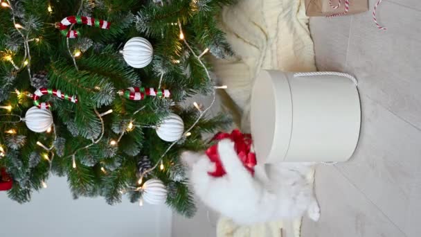 Kleine lustige Kätzchen Katze spielt auf Sessel mit Weihnachtsdekoration zu Hause — Stockvideo