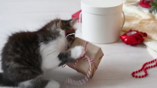 Little cute funny kitten cat playing on armchair with christmas decorations at home — Stock Video