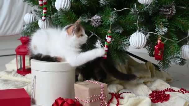 Маленький милий смішний кошеня, який грає на кріслі з різдвяними прикрасами вдома — стокове відео
