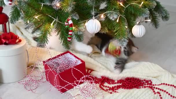 Küçük sevimli kedi yavrusu evde Noel süslemeleriyle koltukta oynuyor. — Stok video