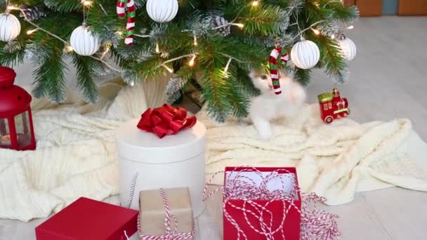 Little cute funny kitten cat playing on armchair with christmas decorations at home — Stock Video