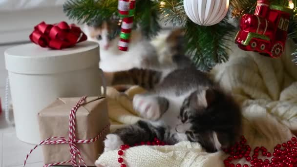 Pouco bonito engraçado gatinho gato jogando na poltrona com decorações de Natal em casa — Vídeo de Stock