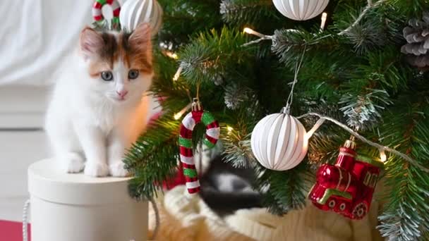 Маленький милий смішний кошеня, який грає на кріслі з різдвяними прикрасами вдома — стокове відео