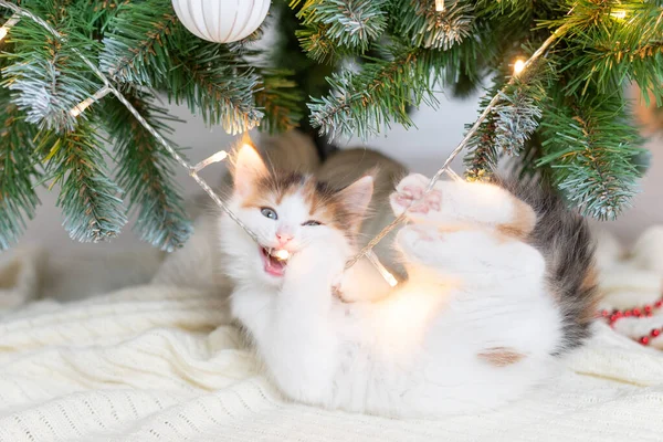Trochę słodkie śmieszne kotek gra z dekoracji nowego roku na tle choinki nowy rok i koncepcja Bożego Narodzenia Zdjęcia Stockowe bez tantiem
