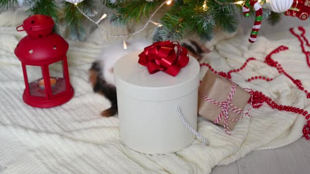 Pequeño lindo divertido gatito gato jugando en sillón con navidad decoraciones en casa — Vídeos de Stock