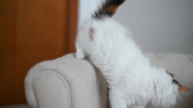 Küçük sevimli kedi yavrusu evde Noel süslemeleriyle koltukta oynuyor.