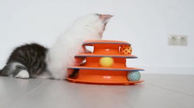İki sevimli kedi evde kediler için turuncu oyuncakla oynuyor.