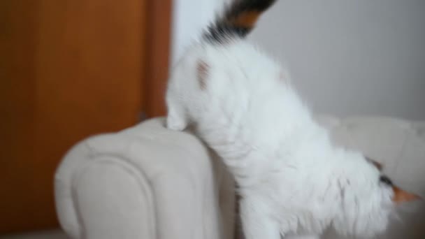 Little cute funny kitten cat playing on armchair with christmas decorations at home — Stock Video