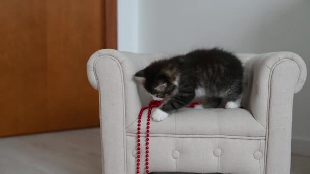 Pouco bonito engraçado gatinho gato jogando na poltrona com decorações de Natal em casa — Vídeo de Stock