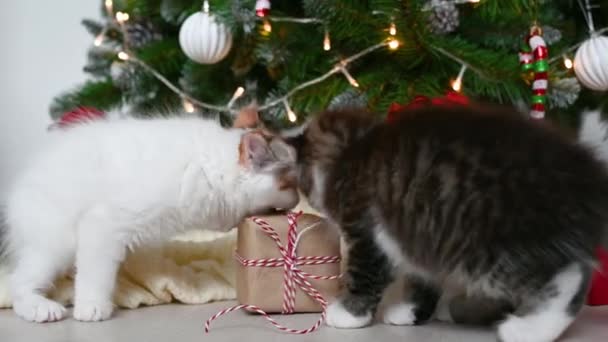 Pequeno gato engraçado gatinho brincando com decorações do ano novo no fundo da árvore de natal ano novo e conceito de natal — Vídeo de Stock