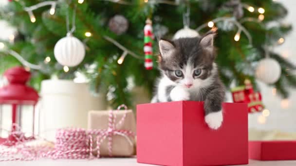 Kis aranyos vicces cica macska játszik újévi dekorációk a háttér a karácsonyfa új év és karácsony koncepció — Stock videók