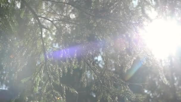 A nap sugarai gyönyörűen megtörtek a lucfenyő ágain keresztül az őszi erdőben délután. — Stock videók
