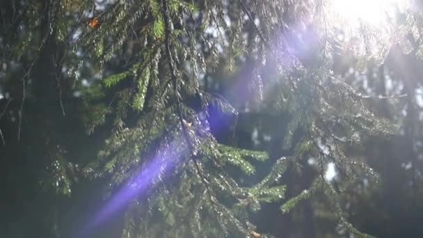 Les rayons du soleil sont magnifiquement réfractés éblouissement à travers les branches d'épinette dans la forêt d'automne l'après-midi — Video