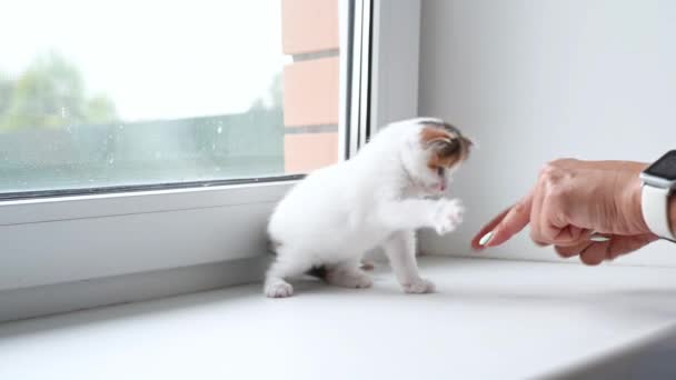 Vrouw spelen met schattig pluizig kitten thuis op het raam — Stockvideo