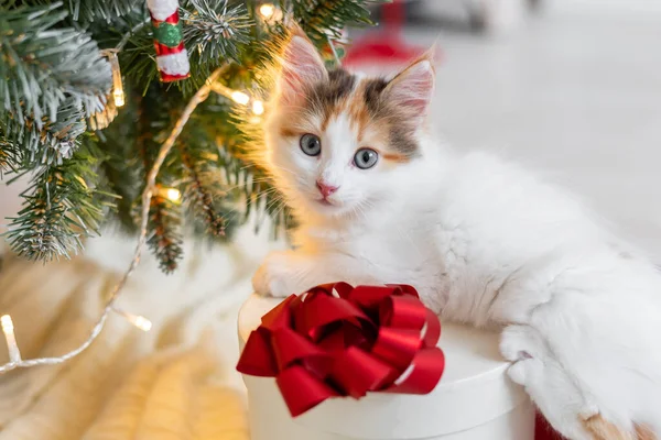 Trochę słodkie śmieszne kotek gra z dekoracji nowego roku na tle choinki nowy rok i koncepcja Bożego Narodzenia Zdjęcie Stockowe