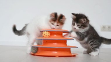 İki sevimli kedi evde kediler için turuncu oyuncakla oynuyor.