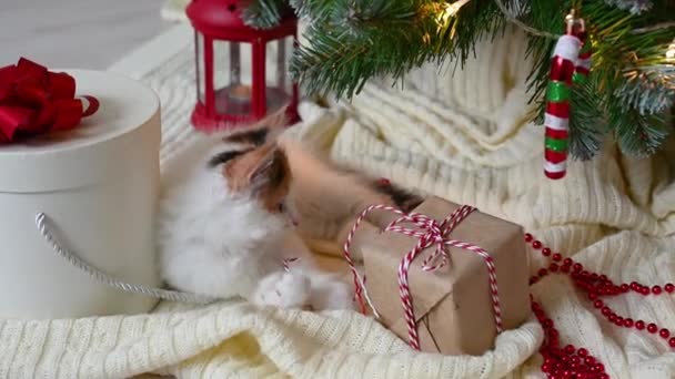 Pequeño lindo divertido gatito gato jugando en sillón con navidad decoraciones en casa — Vídeos de Stock