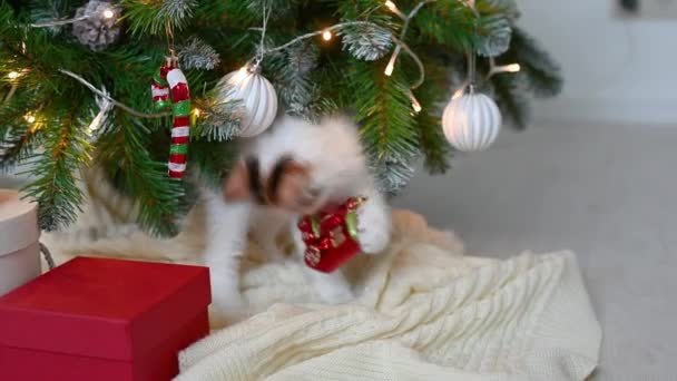 Pequeño gatito divertido lindo jugando con decoraciones de año nuevo en el fondo del árbol de Navidad año nuevo y el concepto de Navidad — Vídeos de Stock