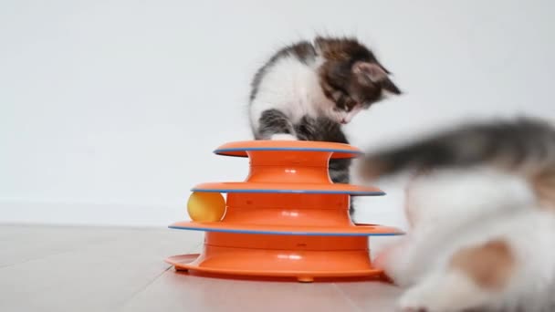 Dos gatitos lindos gato jugando con naranja juguete para gatos en casa — Vídeo de stock