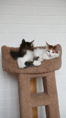 İki sevimli kedi yavrusu ev kamerasına dikey bir şekilde bakıyor.