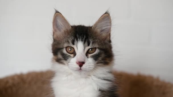 Kucing cantik kucing domestik yang lucu close-up melihat kamera di rumah — Stok Video
