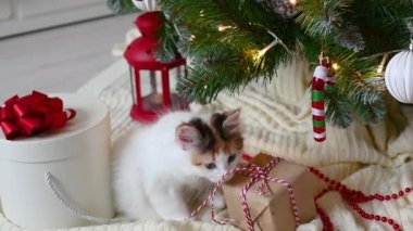 Küçük sevimli kedi yavrusu evde Noel süslemeleriyle koltukta oynuyor.