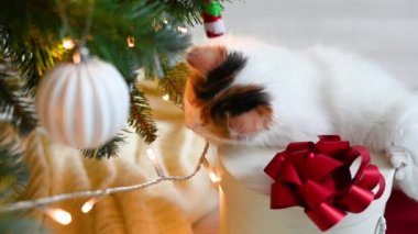 Noel ağacının arka planında yeni yıl süslemeleri ve yeni yıl konseptiyle oynayan sevimli kedi yavrusu.