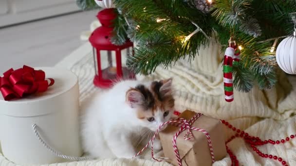 Little cute funny kitten cat playing on armchair with christmas decorations at home — Stock Video