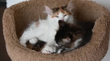 İki sevimli kedi yavrusu evdeki kameraya yakından bakıyor. 