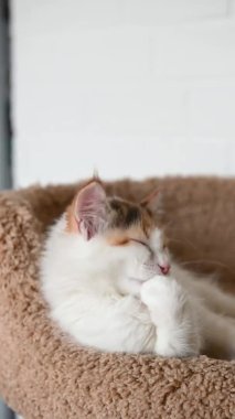 Güzel ev kedisi kedi yavrusu ev videosundaki kameraya dikey olarak bakıyor.