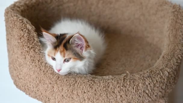 Mignon beau chat domestique chaton gros plan en regardant la caméra à la maison vidéo au format vertical — Video