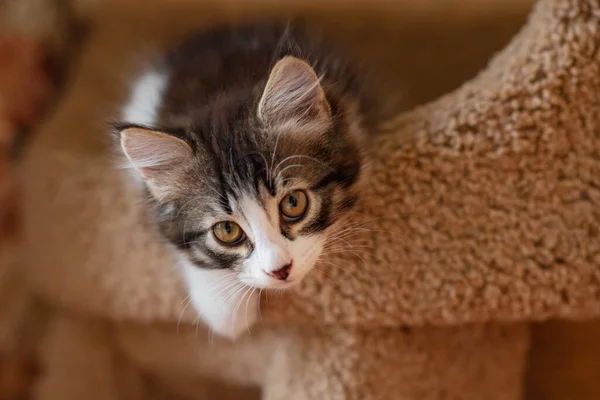 Schattig bruin kitten kat zitten op een bed voor katten thuis kijken naar de camera close-up — Stockfoto