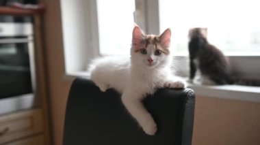Küçük tüylü kedi, yavru kedi evde tuhaf oynar.