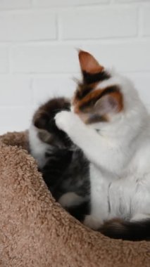 İki sevimli kedi yavrusu ev kamerasına dikey bir şekilde yakından bakıyor.